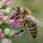 Bienen können Allergikern gefährlich werden.