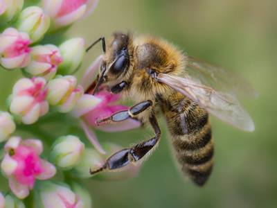 Bienen können Allergikern gefährlich werden.